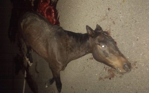 Un automovilista impactó contra un caballo en la ruta a Diadema