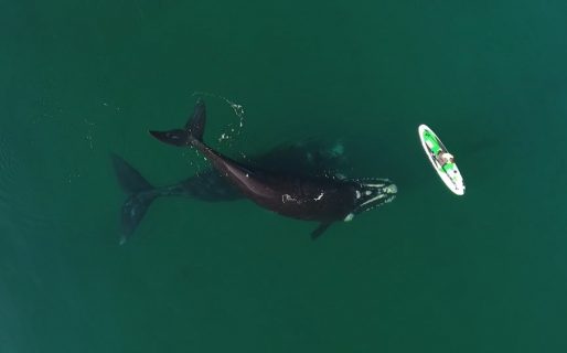 La ballena franca austral en peligro, por el cambio climático