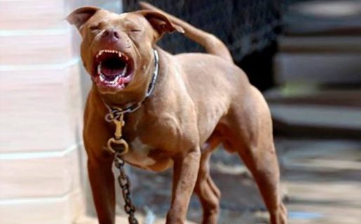 Fue atacada por dos pitbulls en el barrio Moure y le tuvieron que hacer más de 30 puntos en todo su cuerpo