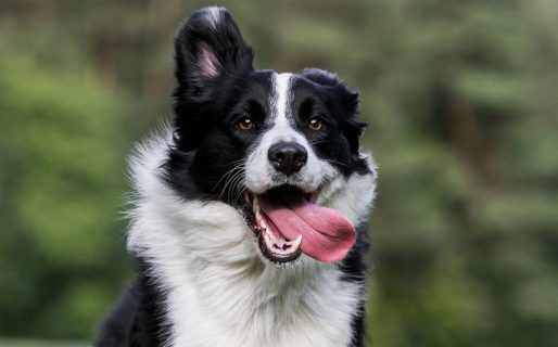 Border Collie, el perro que cautiva con su inteligencia y sociabilidad