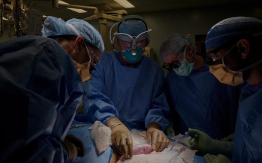 Histórico: trasplantaron un riñón de cerdo a un cuerpo humano y funcionó