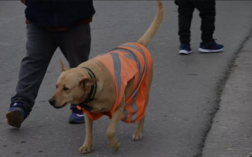 Hoy juntarán firmas en la plaza de la Escuela Nº 83 para rechazar la vuelta de la perrera