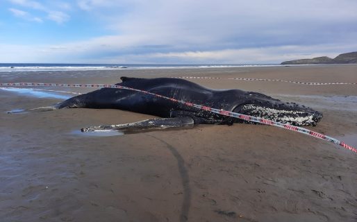 Solicitan no acercarse ni tocar a la ballena yubarta varada en Ramón Santos