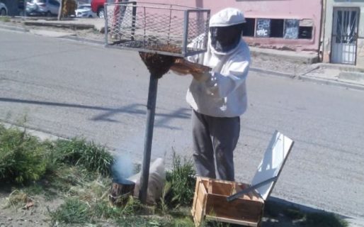 Un apicultor retiró un panal que se encontraba a pocos metros de un colegio