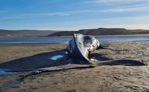 Aparece otra ballena muerta en Comodoro: piden que esta vez no se acerquen a tocarla
