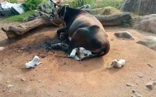 Una vaca ‘adoptó’ a siete cachorritos huérfanos