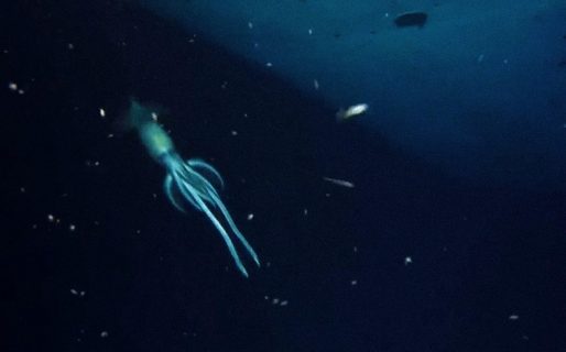 Encontraron un extraño y gigante calamar en el Mar Rojo