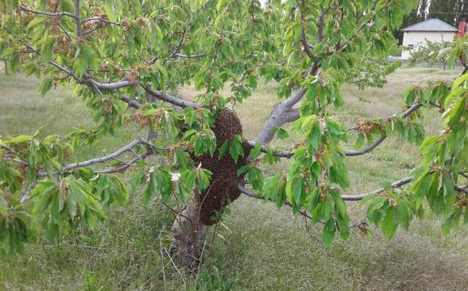 Provincia brinda recomendaciones ante la aparición de enjambres de abejas
