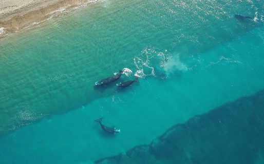 Día Nacional de la Patagonia: Chubut trabaja en la marca para mejorar la competitividad de la región