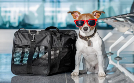 ¿Cómo sacar el permiso para viajar con perros y gatos?