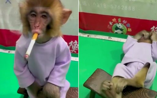 Indignación por el video de un mono fumando un cigarrillo en un zoológico