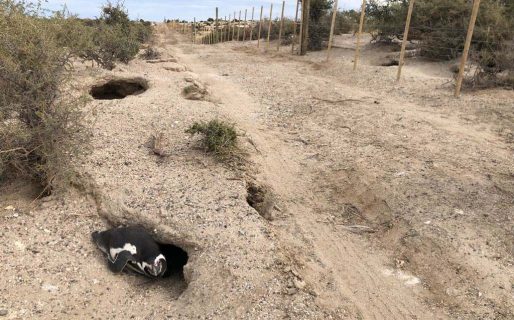 Matanza en Punta Tombo: Piden 4 años para el dueño del campo