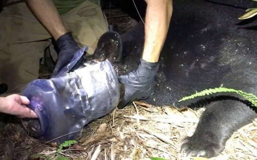 Una osa deambuló durante un mes con una botella atascada en la cabeza hasta que un equipo la asistió y la liberó