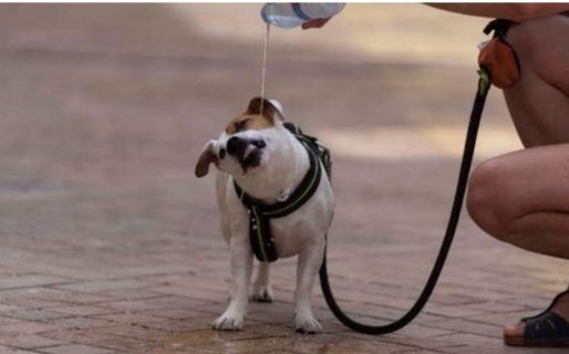 Golpes de calor en las mascotas: síntomas y soluciones