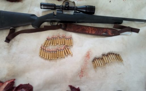 Realizaban caza ilegal de guanacos y fueron detenidos