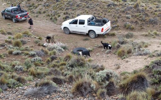 Encontraron un rebaño de ovejas maniatadas en un robo de ganado
