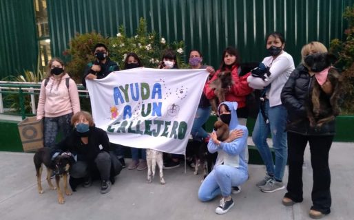Invitan a las jornadas de adopción responsable de perros y gatos