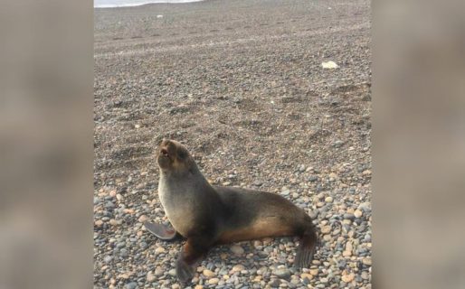 Red de Fauna recordó las medidas a tener en cuenta tras la aparición de un lobo marino en la playa del Km 3