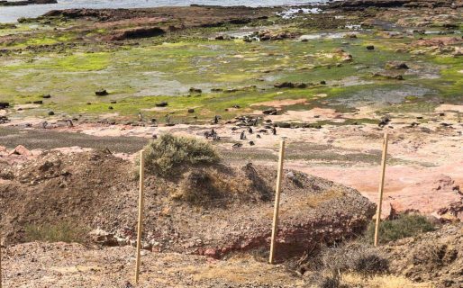 Punta Tombo: el director de Fauna dijo que sólo encontró dos pichones muertos