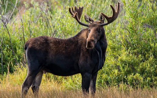 Inédito: Un alce ingresó al aula de una escuela