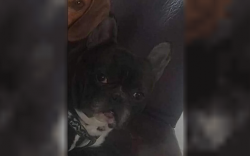 Un hombre atropelló a su perro, lo habría llevado a la veterinaria, pero lo dejó tirado en Zona de Quintas