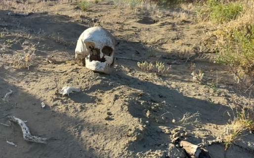 Hallaron un cráneo humano en Comodoro