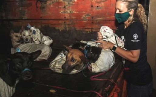 Un grupo de perros fue rescatado antes de ser asesinados para carnearlos