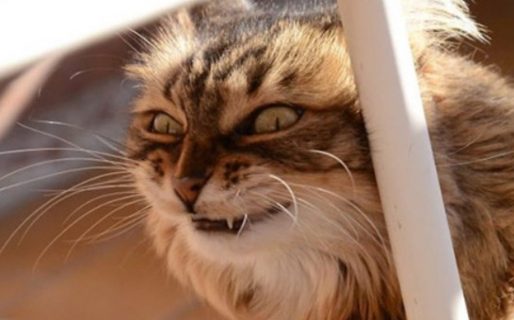 Estudio científico asegura que todos los gatos domésticos presentan rasgos psicópatas