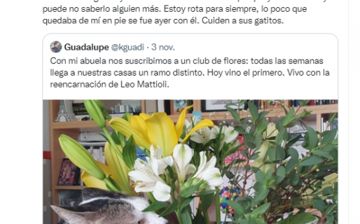 Subió a sus redes una importante advertencia sobre su gato y se volvió viral