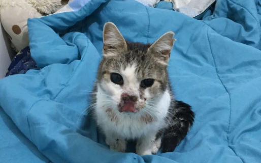 Adoptaron a Naricita, la gatita que fue abandonada por tener cáncer