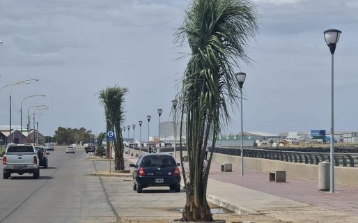 Luque: “Las palmeras no son autóctonas, pero quedan bien”