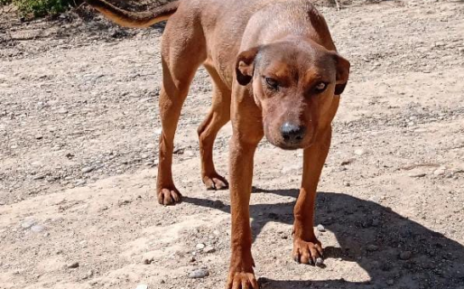 Buscan hogar para una perrita castrada que fue abandonada en Laprida