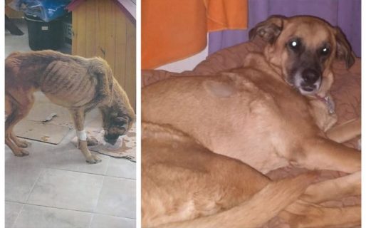 Sol, la perrita rescatada tras sufrir maltrato