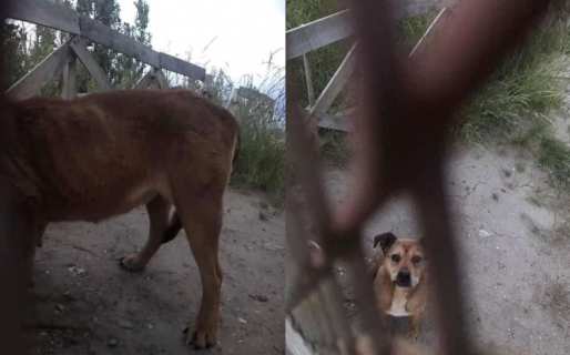 Denuncian el abandono de un perro en terreno de una iglesia