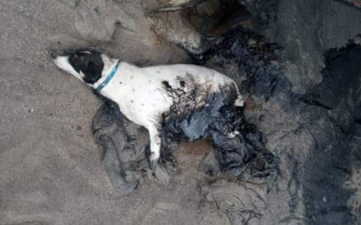 Requieren donaciones para salvar a un perro empetrolado