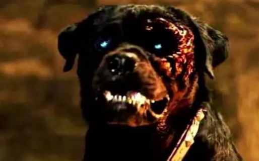 Preocupación en Salta por un perro endemoniado