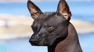 Una familia compró un perro, y cuando el veterinario lo vio, llamó a la policía