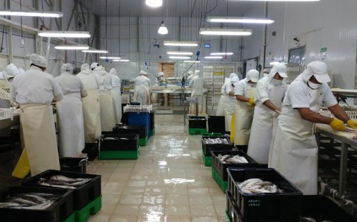 Pesqueras niegan contaminación del mar y advierten que peligran 1.500 puestos de trabajo