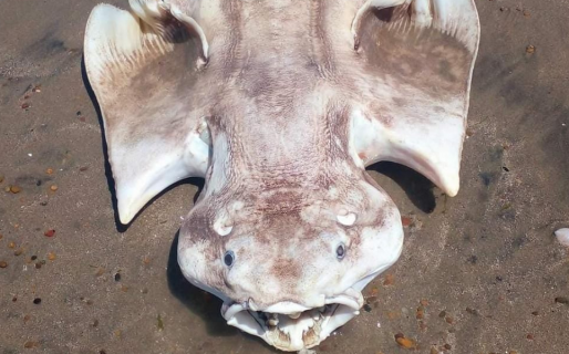 Hallan en la costa de Chubut un extraño pez que vive en las profundidades