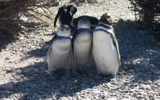 Daño irreparable: Denunciaron la muerte a mansalva de cientos de pingüinos en Punta Tombo