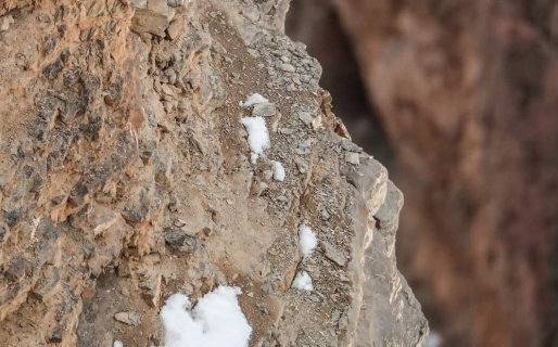 Miles de usuarios tardaron más de 10 minutos en encontrar al leopardo en la imagen