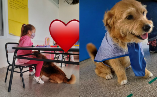 Acompañó a su dueña al jardín por 4 años y ahora “egresa” con ella