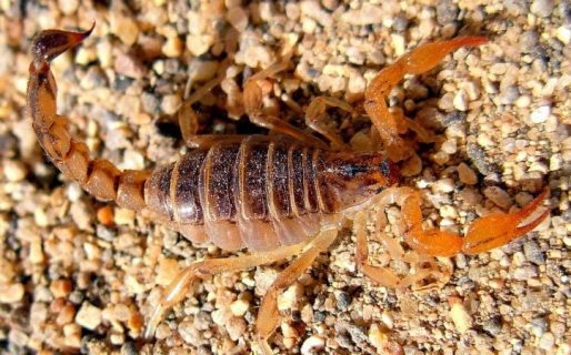 El gobierno del Chubut solicita extremar los cuidados para evitar picaduras o mordeduras de animales venenosos