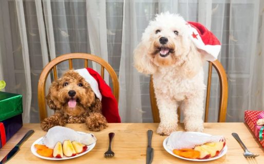 ¿Cómo cuidar la salud de las mascotas durante las fiestas?