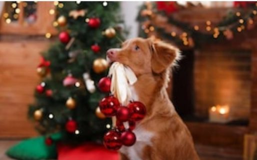 Estos son los alimentos que no hay que convidarles a las mascotas