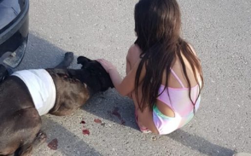 La Policía atacó a balazos a un perro en un allanamiento