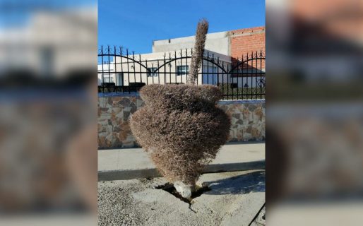 La familia comodorense que le rinde homenaje al mate con su particular arbusto