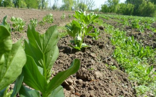 Destacan la sanidad vegetal en Chubut como oportunidad de agronegocios