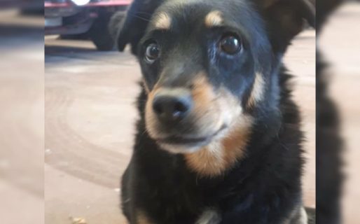 La emotiva despedida de los Bomberos de Madryn a su mascota que siempre los acompañó