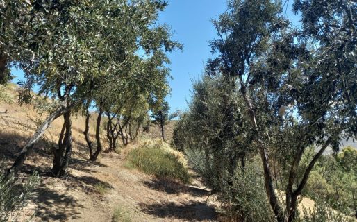 Provincia generará una unidad demostrativa de producción de olivos en el CEC